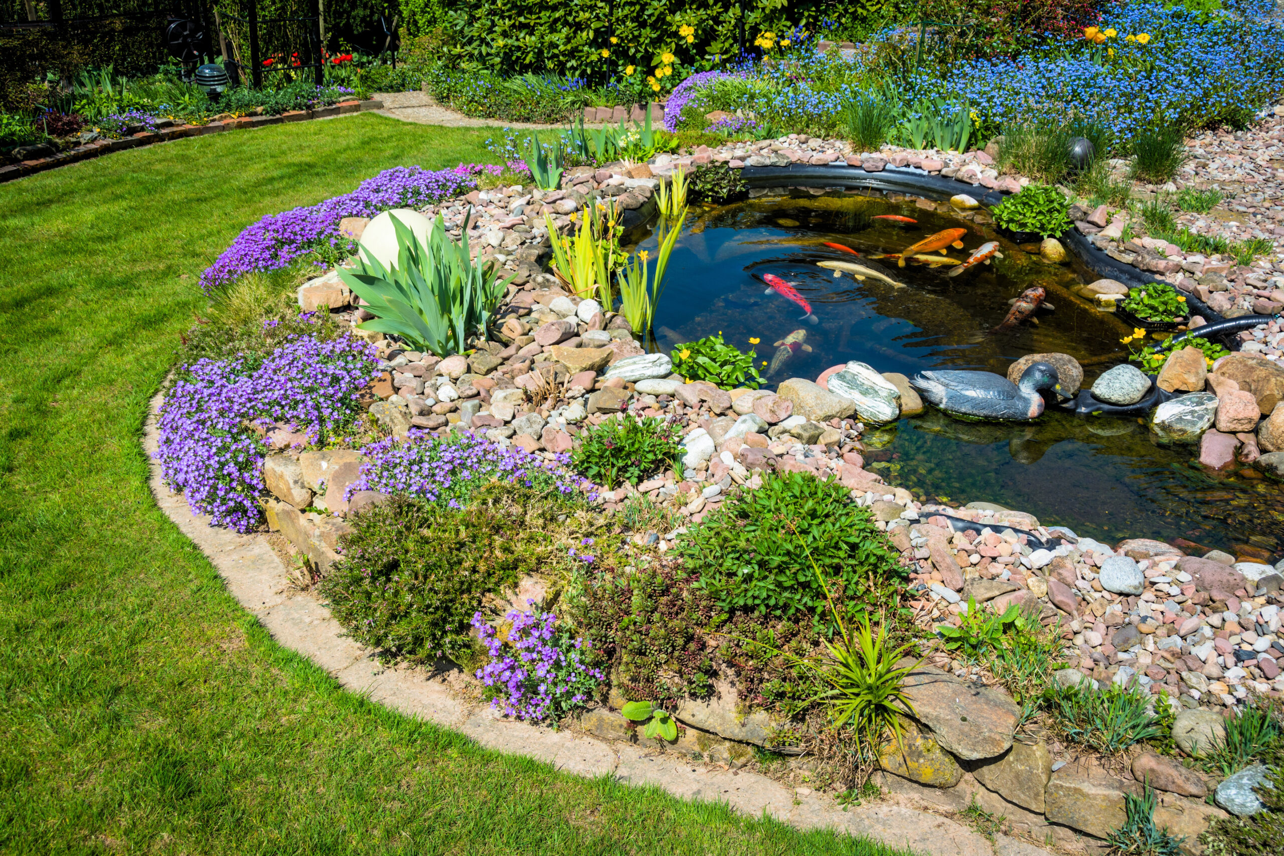 Koi carp pond
